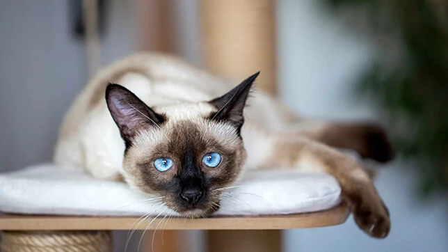 All About the Siamese: A Vocal and Affectionate Feline Friend