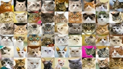 Building a Pet Photography Portfolio: Tips for Aspiring Pet Photographers