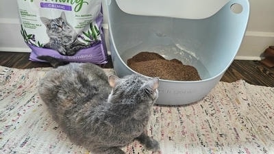 Cat Litter Showdown: Comparing the Best Brands for Odor Control