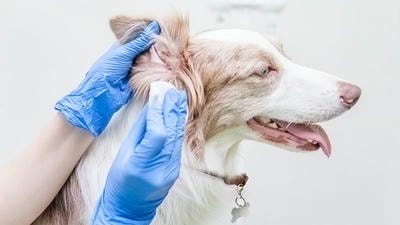 How to Keep Your Pet's Ears Clean and Healthy: A Step-by-Step Guide
