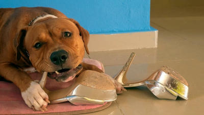 How to Stop Your Puppy from Chewing Everything in Sight