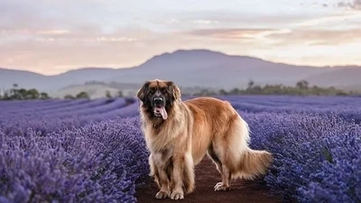 Seasonal Pet Photography: Ideas for Capturing the Spirit of Each Season