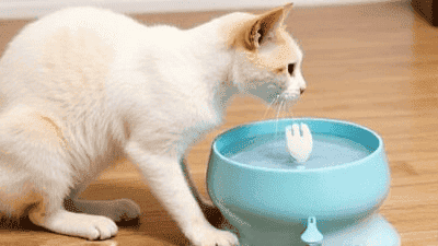 The Best Water Fountains for Cats: Hydration Made Easy