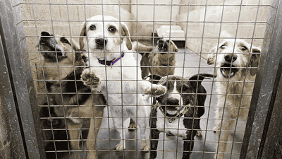 The Importance of Spaying and Neutering: Reducing Shelter Overpopulation