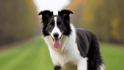 The Intelligent Border Collie: Exercise and Training for This Energetic Breed