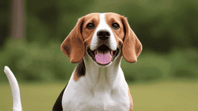 The Playful Beagle: Training and Care Tips for This Curious Companion