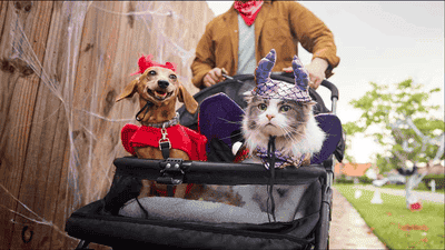 Themed Pet Events: Dressing Up for Halloween, Christmas, and More!