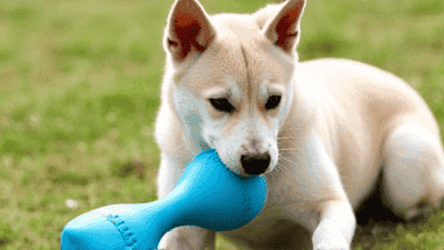 Top 5 Eco-Friendly Pet Toys That Your Pets Will Love