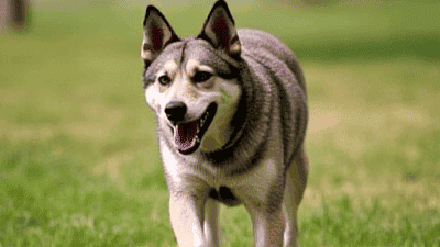 Training Your Dog to Come When Called: Techniques for Recall Success