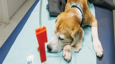 Understanding Canine and Feline Diabetes: Symptoms and Management