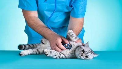 Understanding Canine and Feline Diabetes: Symptoms and Management