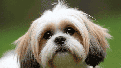 Understanding the Shih Tzu: Grooming and Care for Your Adorable Companion