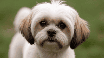 Understanding the Shih Tzu: Grooming and Care for Your Adorable Companion