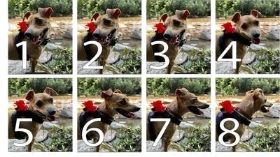 Using Burst Mode for Perfect Timing: Action Photography Tips for Pets