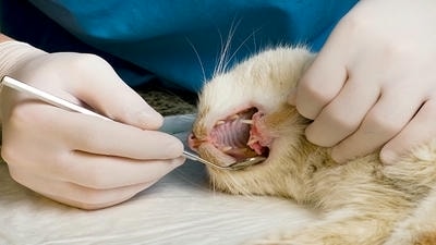 Why Your Pet Needs a Regular Dental Check-Up: The Dangers of Neglect